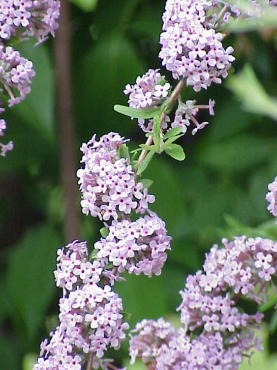 BUDDLEJA ALTERNIFOLIA