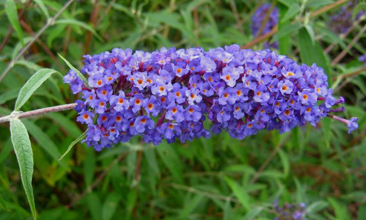 BUDDLEJA DAVIDII NANHO BLUE