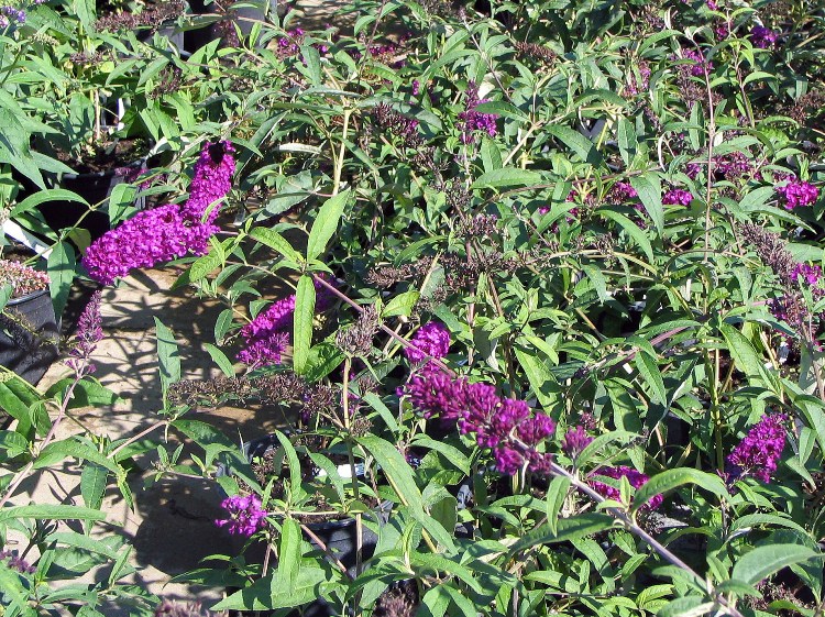 BUDDLEJA DAVIDII NANHO PURPLE