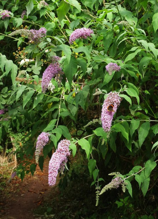 BUDDLEJA DAVIDII PINK DELIGHT