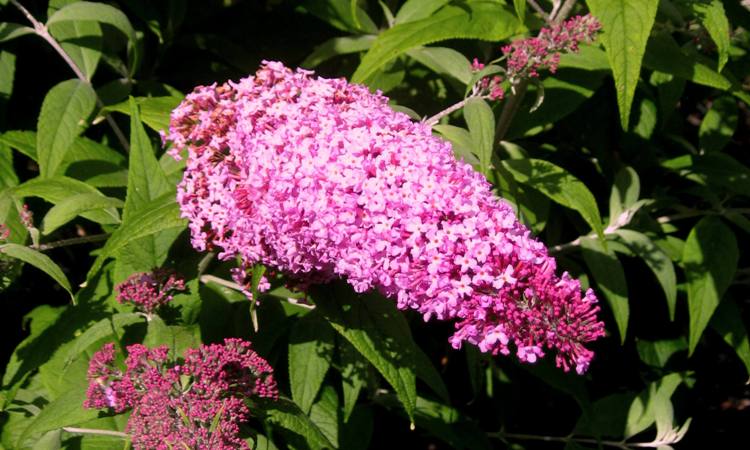 BUDDLEJA DAVIDII PINK DELIGHT