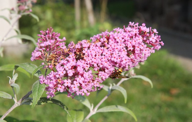 BUDDLEJA DAVIDII PINK DELIGHT