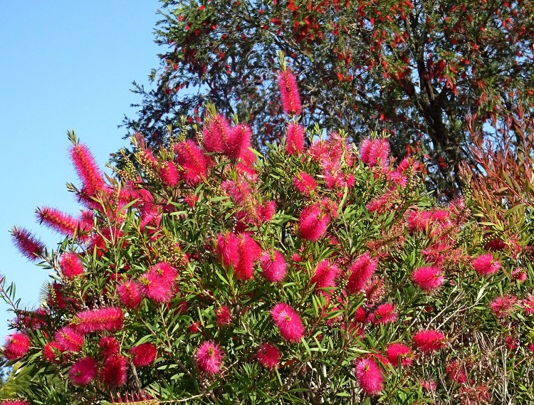 CALLISTEMON VIMINALIS ROSE OPAL