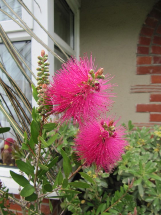 CALLISTEMON VIMINALIS ROSE OPAL