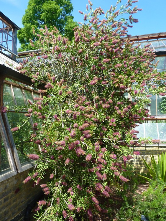 CALLISTEMON RUGULOSUS VIOLACEUS