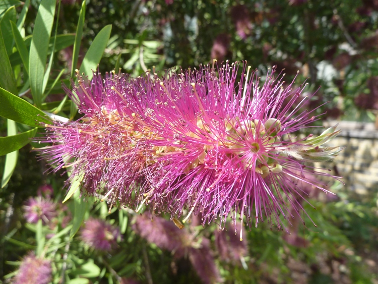 CALLISTEMON RUGULOSUS VIOLACEUS