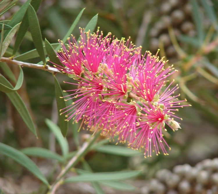 CALLISTEMON RUGULOSUS VIOLACEUS
