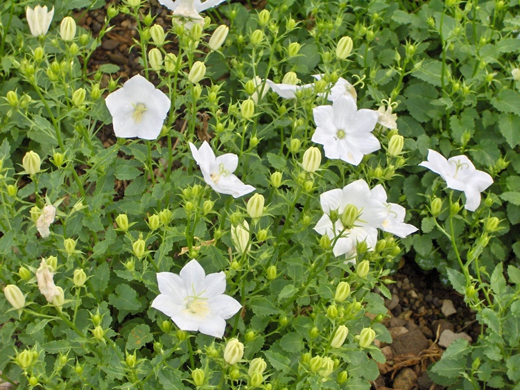 CAMPANULA CARPATICA WEISSE CLIPS