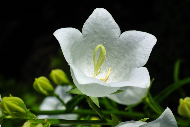 CAMPANULA CARPATICA WEISSE CLIPS
