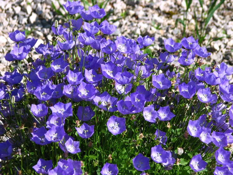 CAMPANULA CARPATICA BLAUE CLIPS