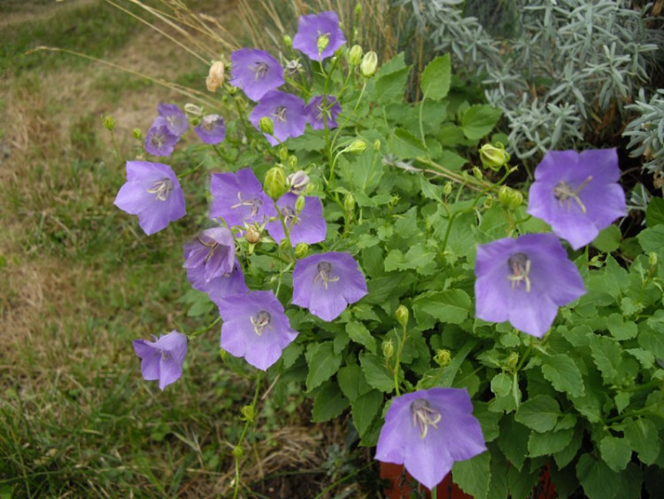CAMPANULA CARPATICA BLAUE CLIPS