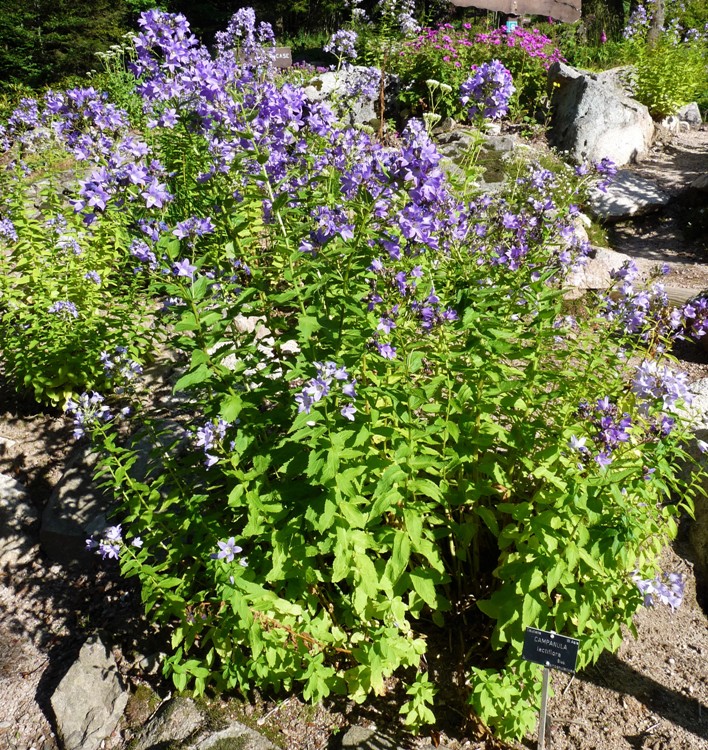 CAMPANULA LACTIFLORA PRICHARD'S VARIETY