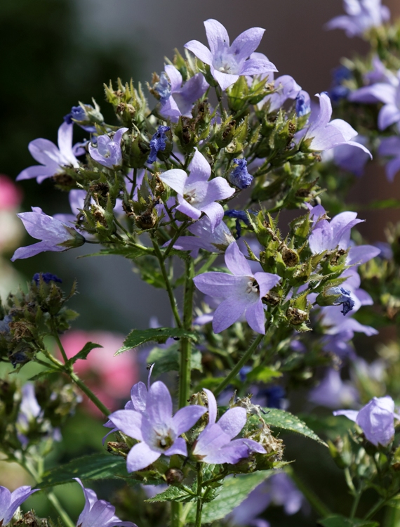 CAMPANULA LACTIFLORA PRICHARD'S VARIETY