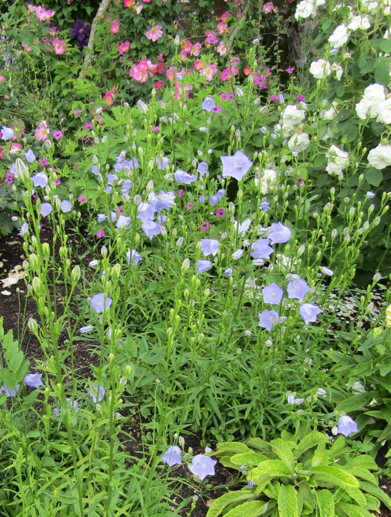 CAMPANULA PERSICIFOLIA