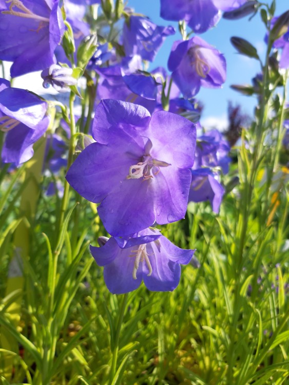 CAMPANULA PERSICIFOLIA