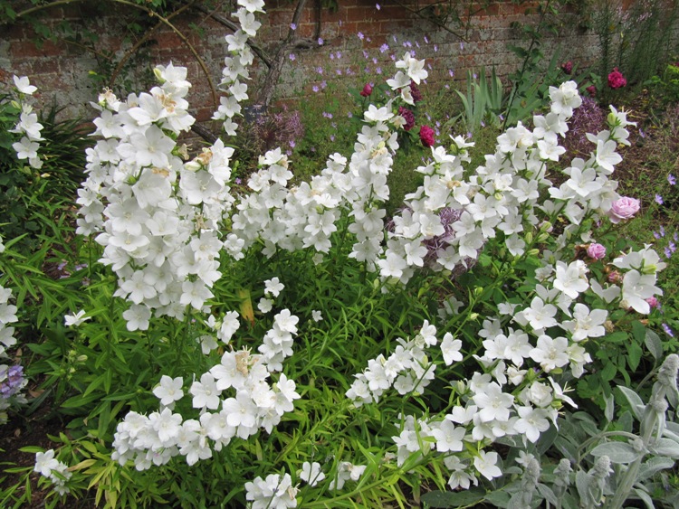CAMPANULA PERSICIFOLIA ALBA