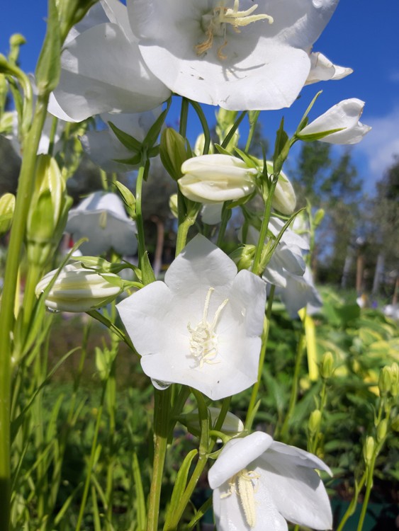 CAMPANULA PERSICIFOLIA ALBA
