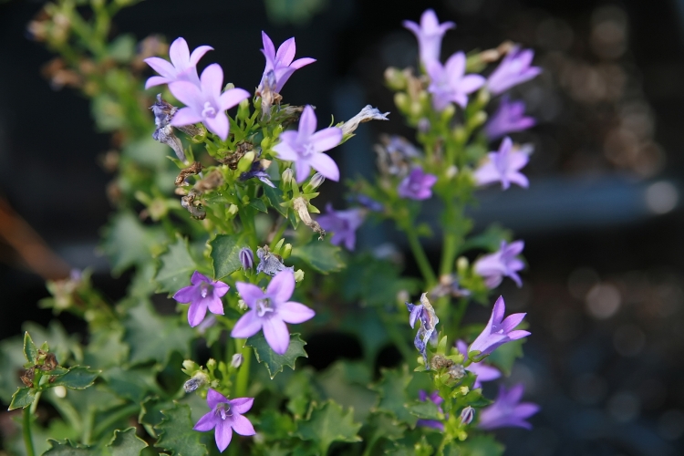 CAMPANULA PORTENSCHLAGIANA BIRCH HYBR