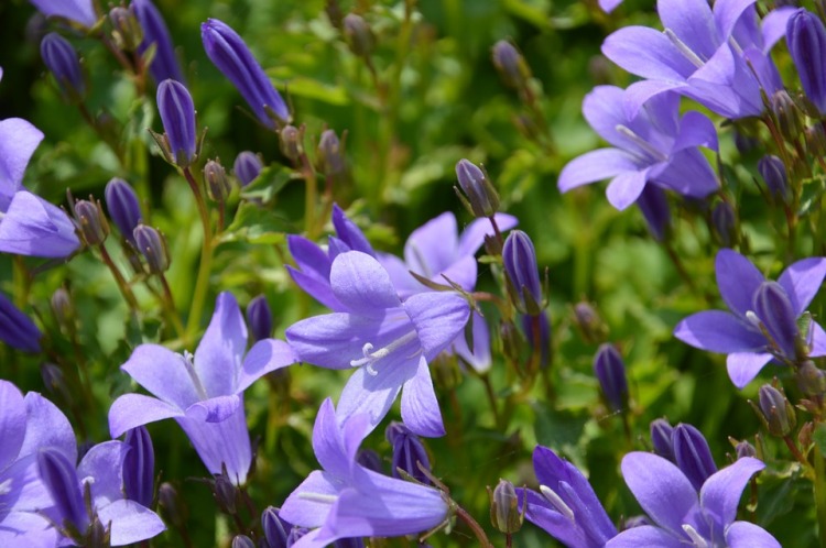 CAMPANULA PORTENSCHLAGIANA BLAURANKE