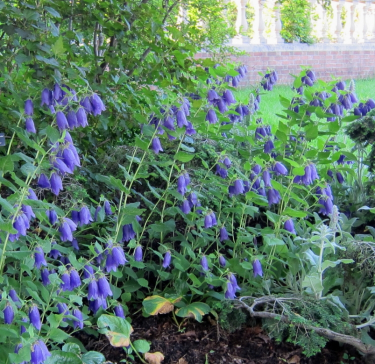 CAMPANULA SARASTRO