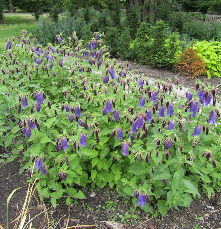 CAMPANULA SARASTRO