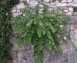 CAPPARIS SPINOSA (CAPPERO)