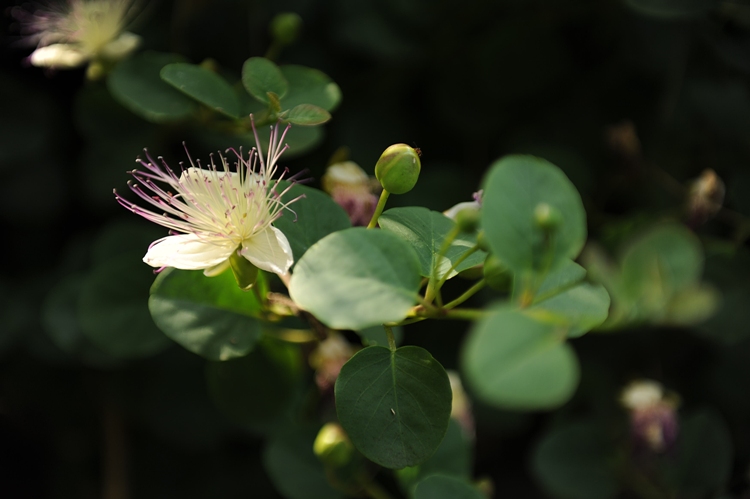 CAPPARIS SPINOSA (CAPPERO)