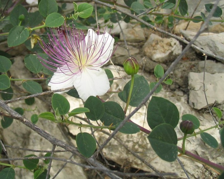 CAPPARIS SPINOSA (CAPPERO)