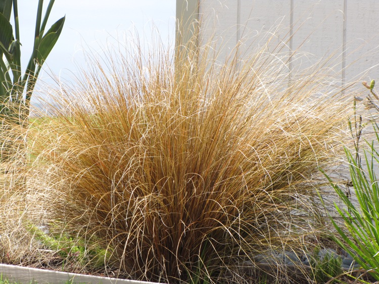 CAREX BOUCHANANII