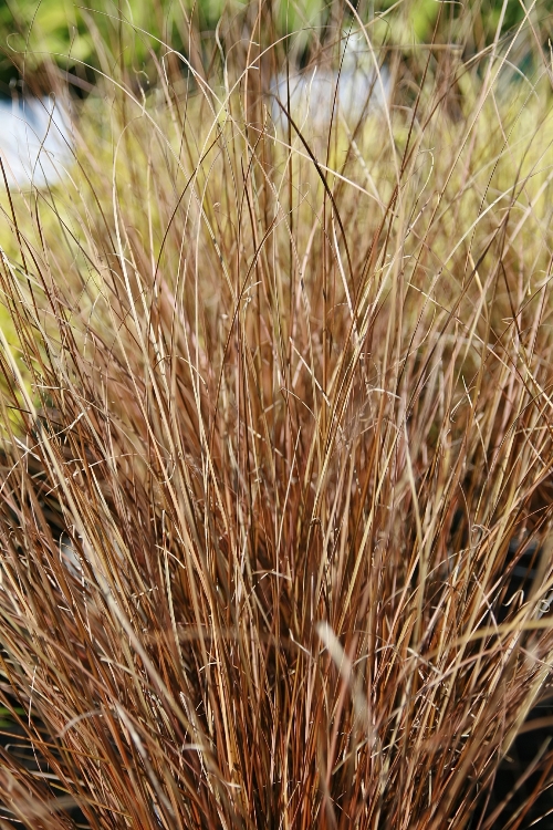 CAREX BOUCHANANII