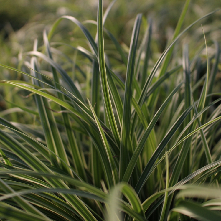 CAREX MOROWII ICE DANCE