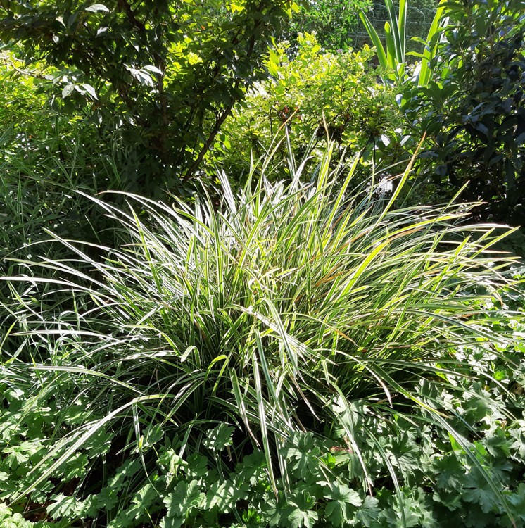 CAREX MOROWII ICE DANCE