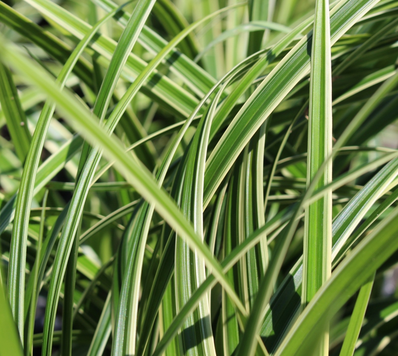 CAREX MOROWII ICE DANCE