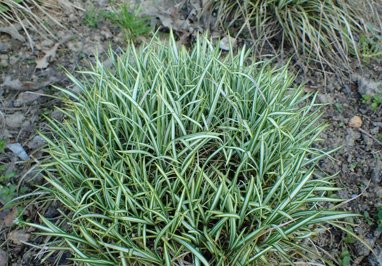CAREX ORNITHOPODA VARIEGATA