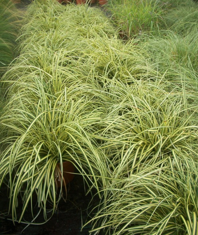 CAREX OSHIMENSIS EVERGOLD