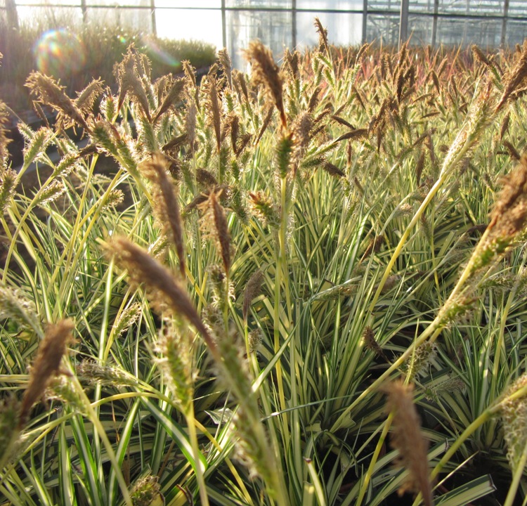 CAREX OSHIMENSIS EVERGOLD
