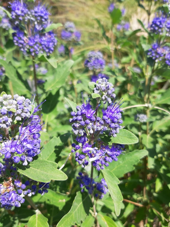 CARYOPTERIS X CLANDONIENSIS GRAND BLEU