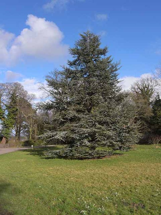 CEDRUS ATLANTICA GLAUCA