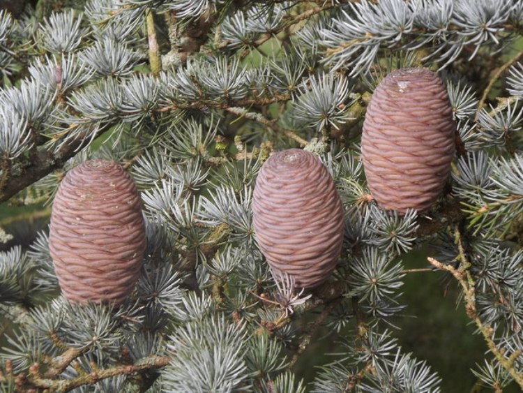 CEDRUS ATLANTICA GLAUCA