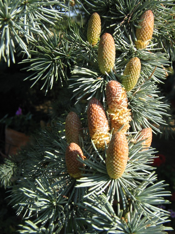 CEDRUS ATLANTICA GLAUCA
