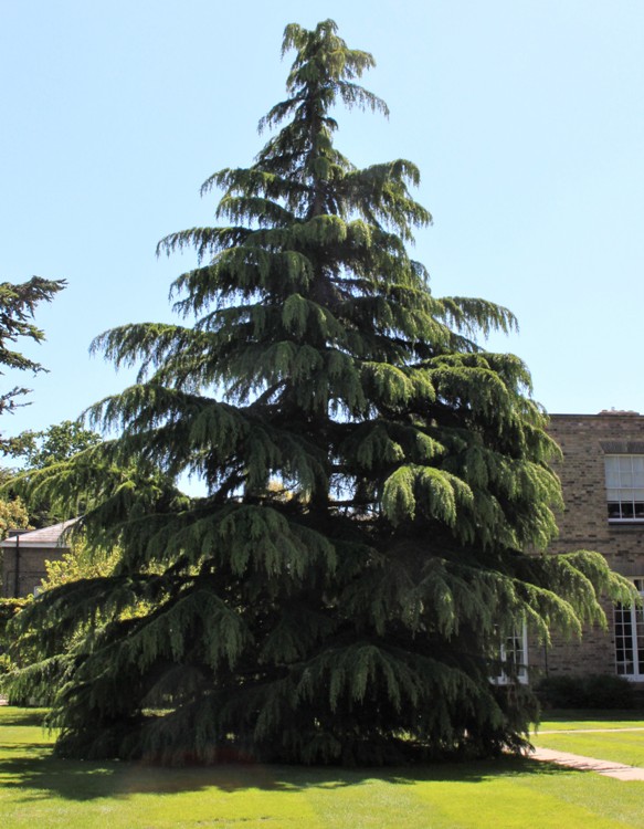 CEDRUS DEODARA