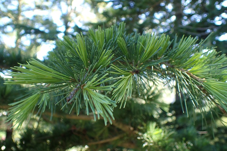 CEDRUS DEODARA