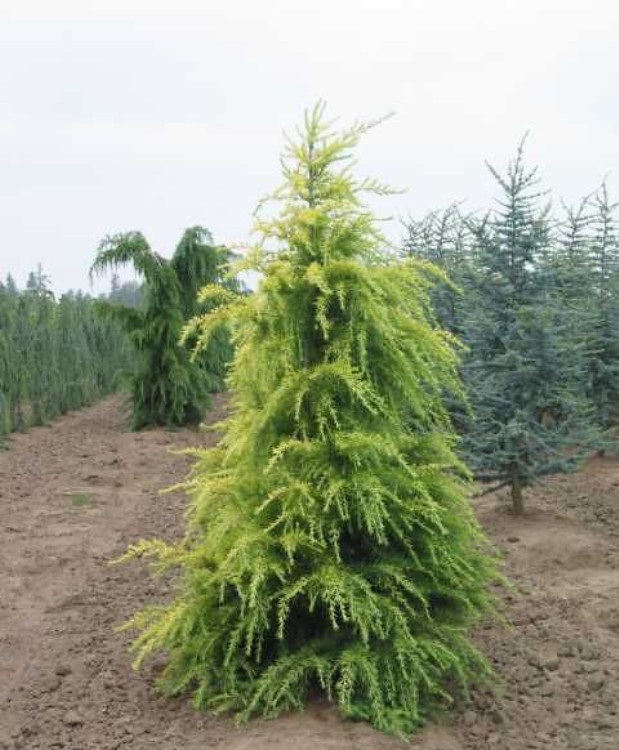 CEDRUS DEODARA AUREA