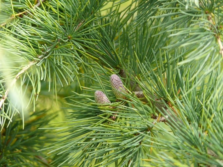 CEDRUS DEODARA AUREA