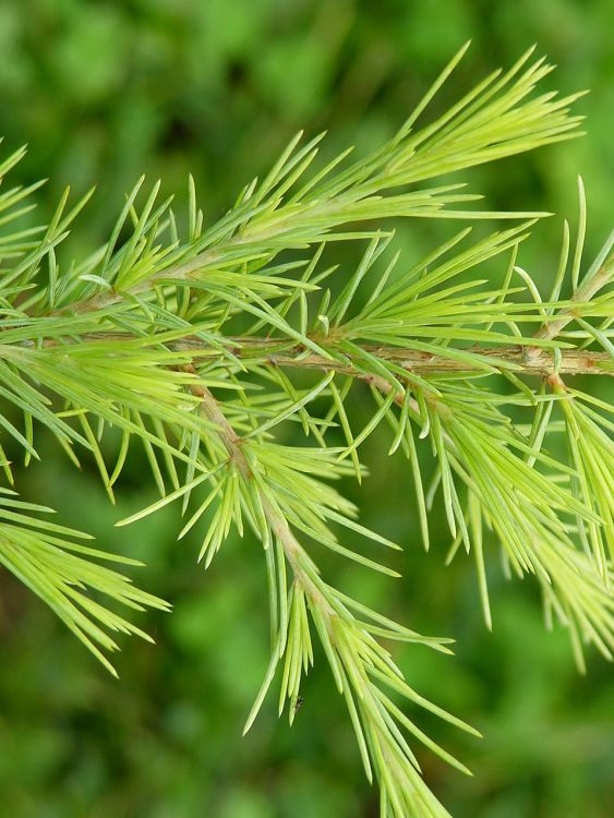 CEDRUS DEODARA AUREA