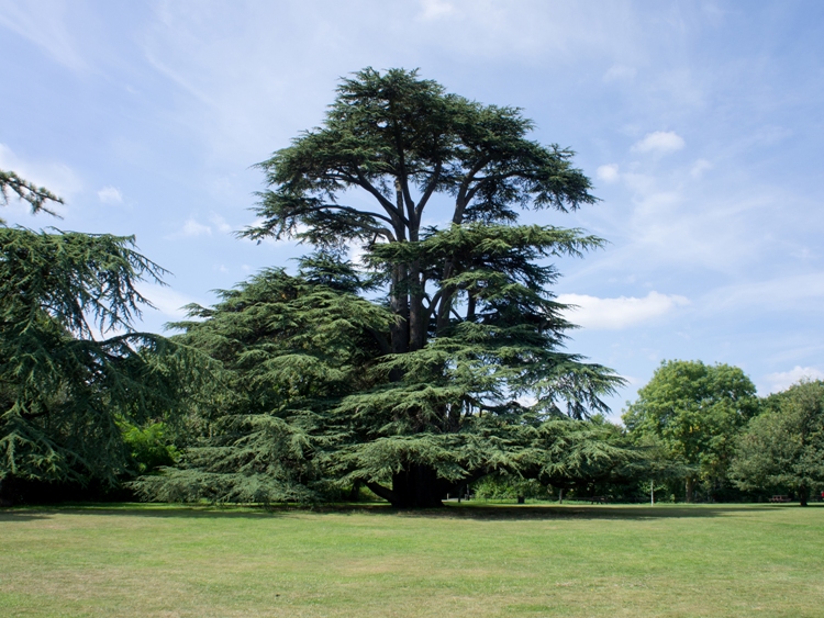 CEDRUS LIBANII
