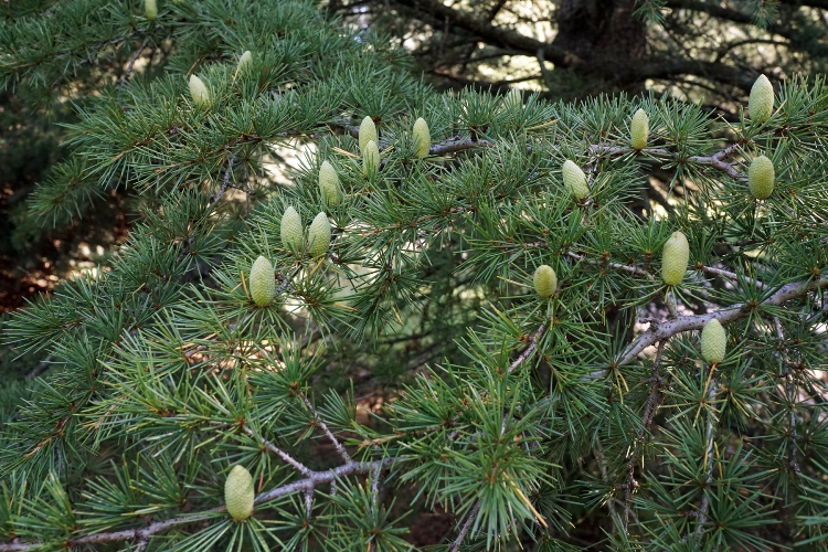 CEDRUS LIBANII