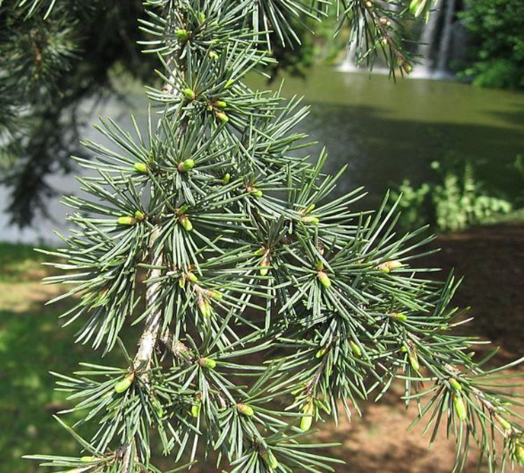 CEDRUS LIBANII