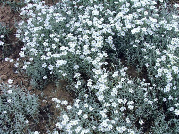 CERASTIUM TOMENTOSUM SILBERTEPPICH