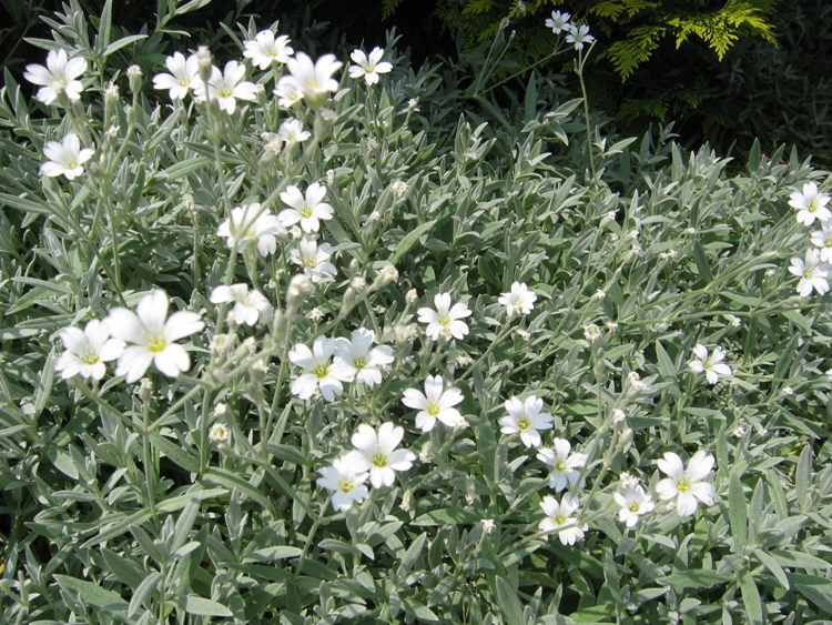 CERASTIUM TOMENTOSUM SILBERTEPPICH